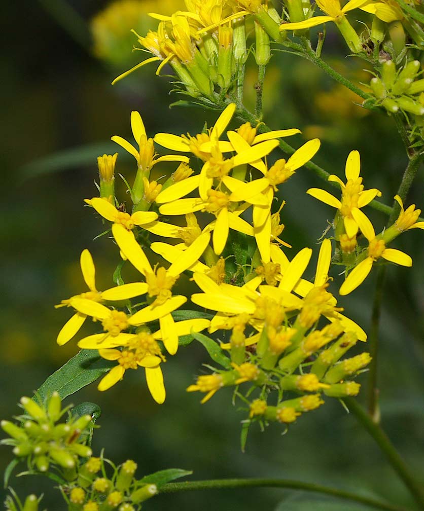 Senecio ovatus (=Senecio fuchsii) / Senecione di Fuchs